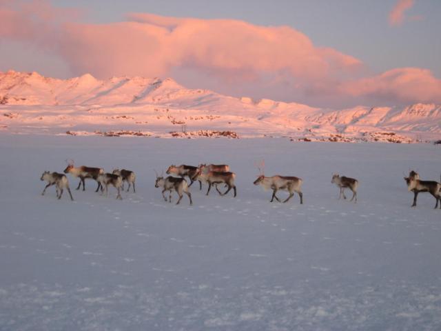 Dilksnes Guesthouse Hofn Bagian luar foto