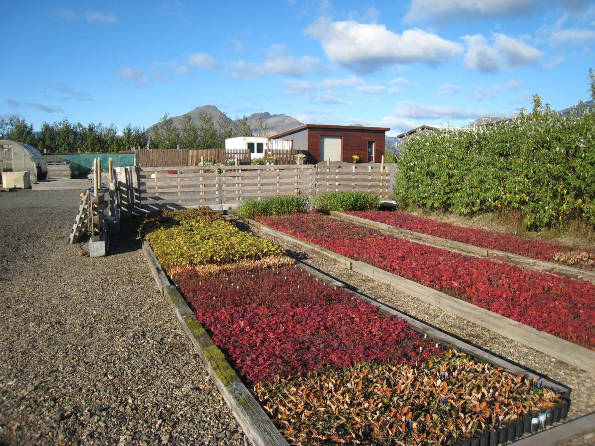 Dilksnes Guesthouse Hofn Bagian luar foto
